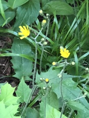 Hieracium sylvularum