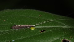 Leptocerus americanus