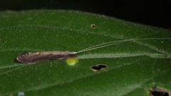 Leptocerus americanus