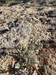 Potentilla effusa
