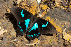 Papilio epiphorbas epiphorbas