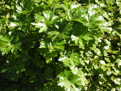 Ranunculus apiifolius