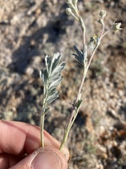 Potentilla effusa