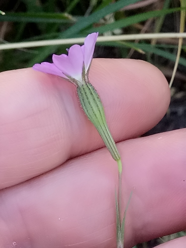 Eudianthe coeli-rosa image