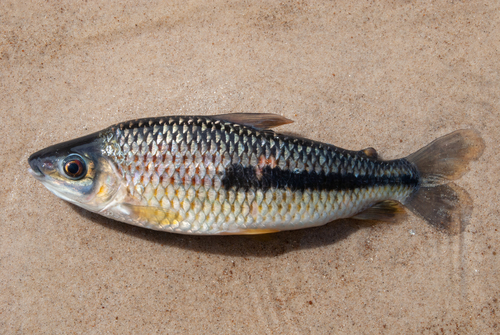 Agassiz's leporinus (Leporinus agassizii) — Anostomidae
