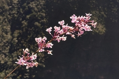 Epidendrum blepharistes