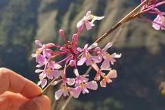 Epidendrum blepharistes