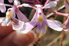 Epidendrum blepharistes