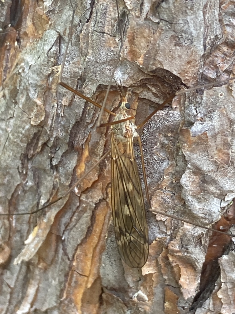 Tipula nubeculosa
