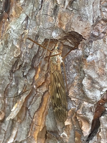 Tipula nubeculosa
