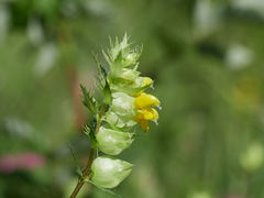 Rhinanthus glacialis