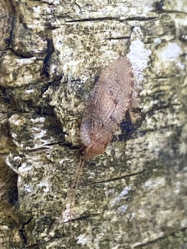 Wesmaelius concinnus