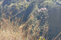 Epidendrum blepharistes