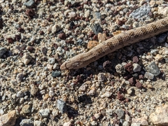 Arizona elegans candida