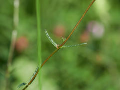 Rhinanthus glacialis