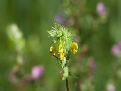 Rhinanthus glacialis