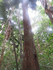 Pouteria trilocularis