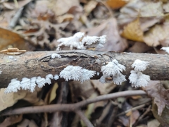 Schizophyllum