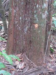 Pouteria trilocularis