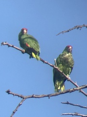 Amazona viridigenalis