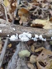 Schizophyllum