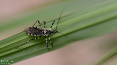 Sphedanolestes impressicollis