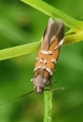 Pancalia schwarzella