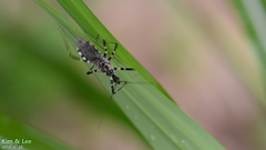 Sphedanolestes impressicollis