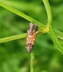 Pancalia schwarzella