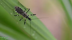 Sphedanolestes impressicollis