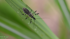 Sphedanolestes impressicollis