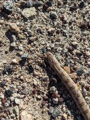 Arizona elegans candida