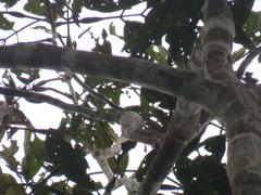 Tachigali formicarum