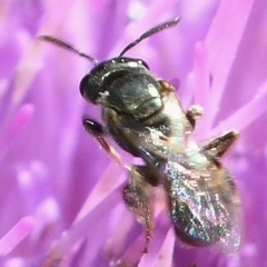 Lasioglossum imitatum