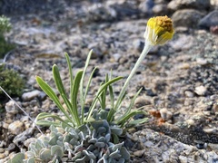 Tetraneuris torreyana
