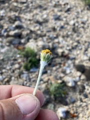 Tetraneuris torreyana