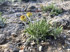 Tetraneuris torreyana