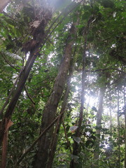 Theobroma subincanum