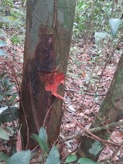 Theobroma subincanum