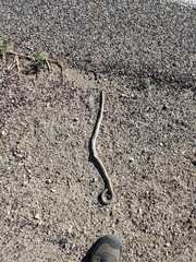 Arizona elegans candida