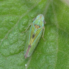 Graphocephala ignava