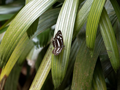 Phaedyma columella singa