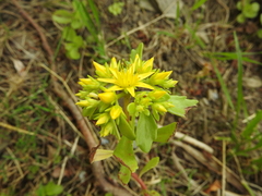 Phedimus kamtschaticus