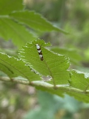 Argyresthia brockeella
