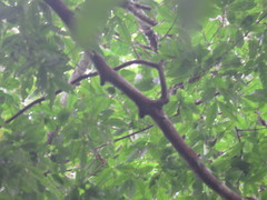 Qualea