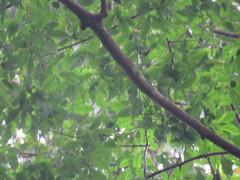 Qualea