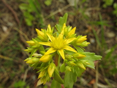 Phedimus kamtschaticus