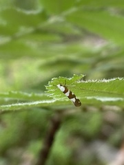 Argyresthia brockeella