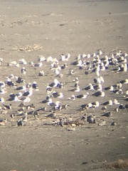 Leucophaeus modestus