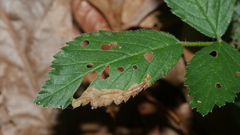 Pterygota